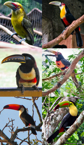 Toucans