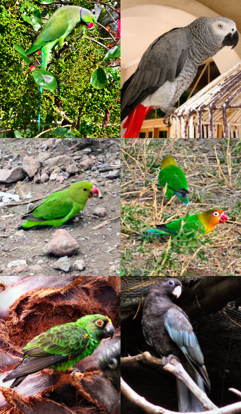 Even More Parrots