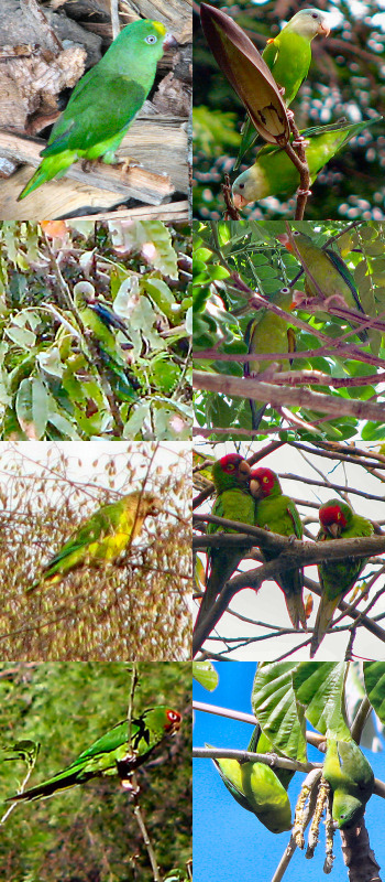 So Many Parrots