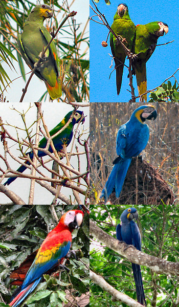 End of Parrots