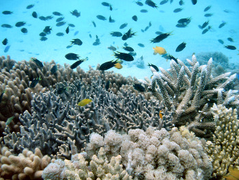 Great Barrier Reef