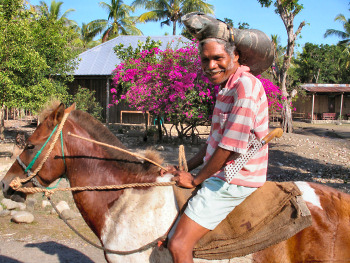 Timor Pony