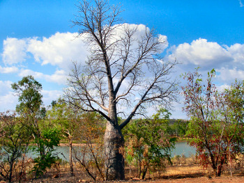 Boab Tree