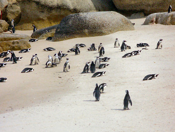 African Penguins