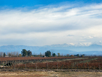 Mendoza Vineyards