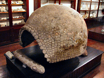 Glyptodon Shell