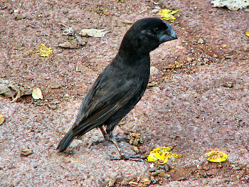 Large Ground Finch