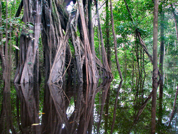 Amazon Flood Forest