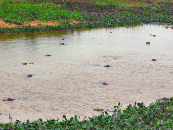 Pantanal Pond