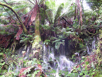 Waterfalls and Ferns