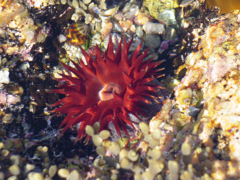 Bicheno Tidepool