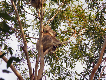 A Koala