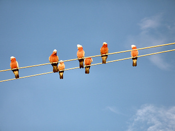 Galahs on Wires