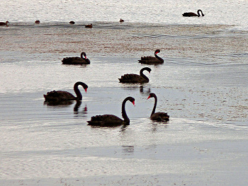 Black Swans