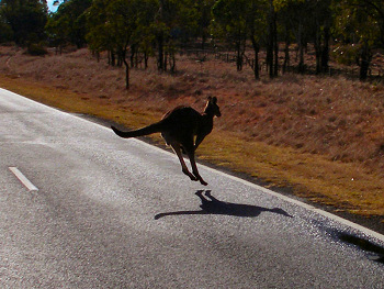 A Hopping Kangaroo