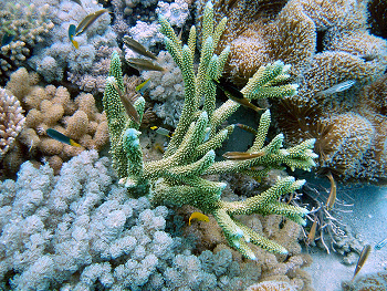 The Great Barrier Reef