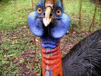 Northern Cassowary