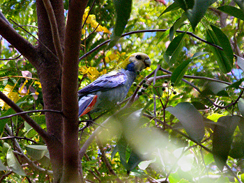 Pale-headed Rosella