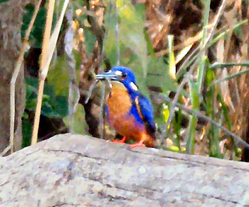 An Azure Kingfisher