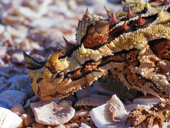 Horned lizard