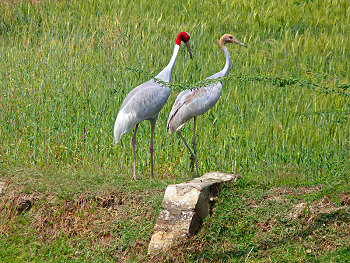 Saurus Cranes