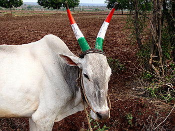 A Patriotic Cow