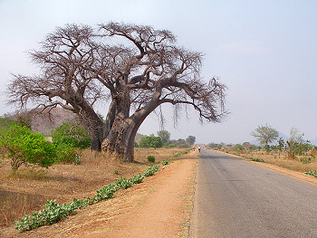 A Big Baobab