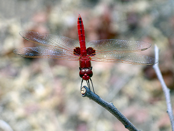 Dragonfly