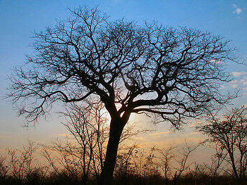 Morning Tree