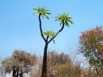 Spiny Forest