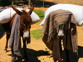 Donkeys in Lesotho