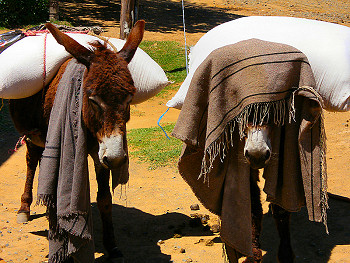 Donkeys in Lesotho