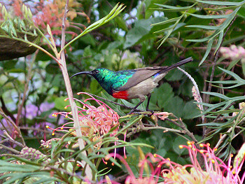 Greater Double-Collared Sunbird