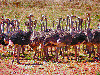 Ostrich Ranch