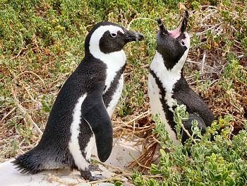 African Penguins