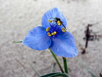 Blue Wildflower