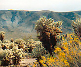 Mojave Cactus