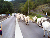 Cows in France