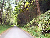 Oregon rainforest