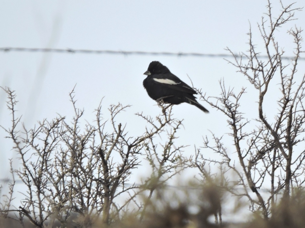 Lark Bunting