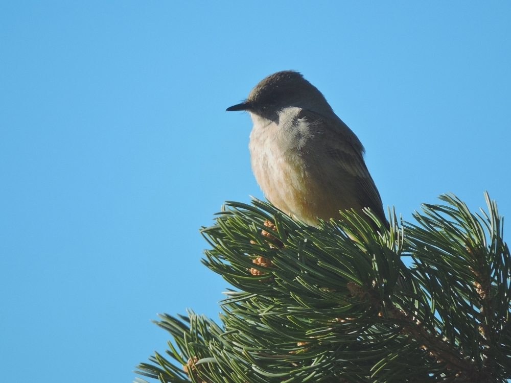 Dusky Flycatcher