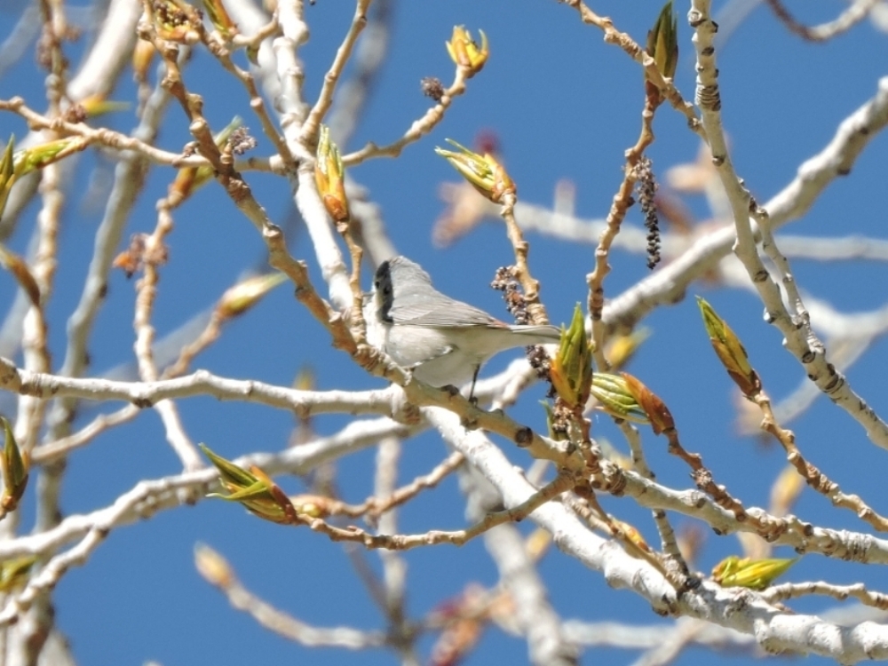 Plumbeous Vireo