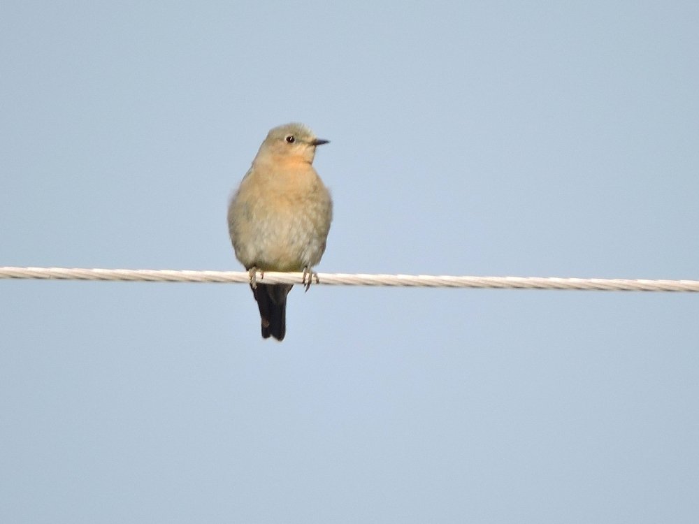 Gray Flycatcher