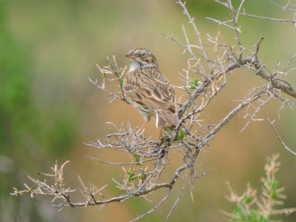 Vesper Sparrow