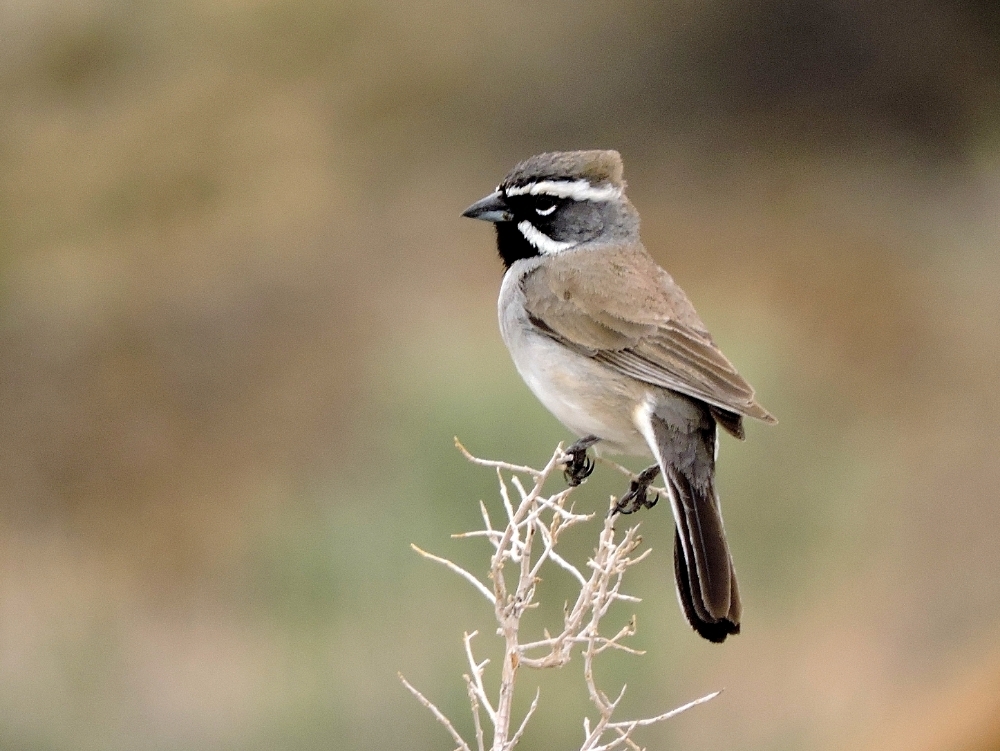 Black-Necked Sparrow