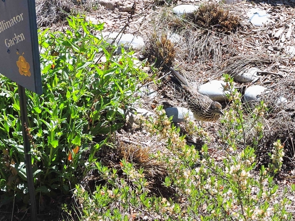 Roadrunner approaches