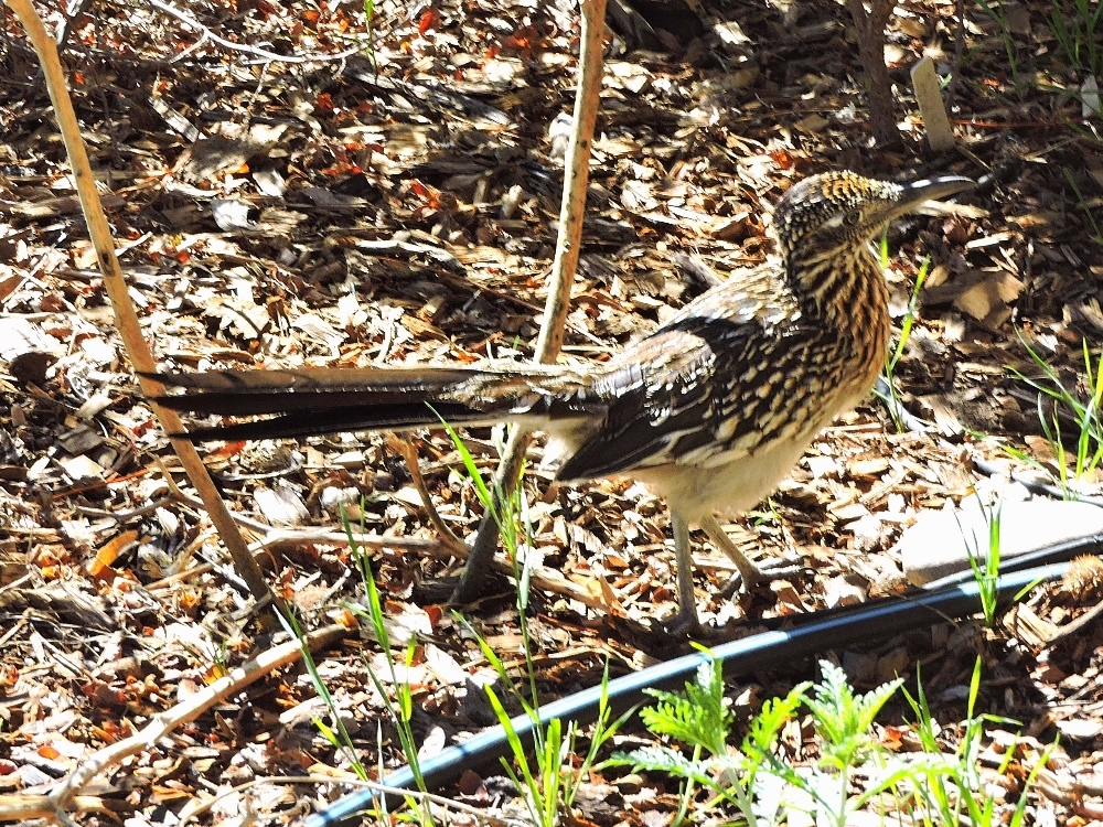 Greater Roadrunner