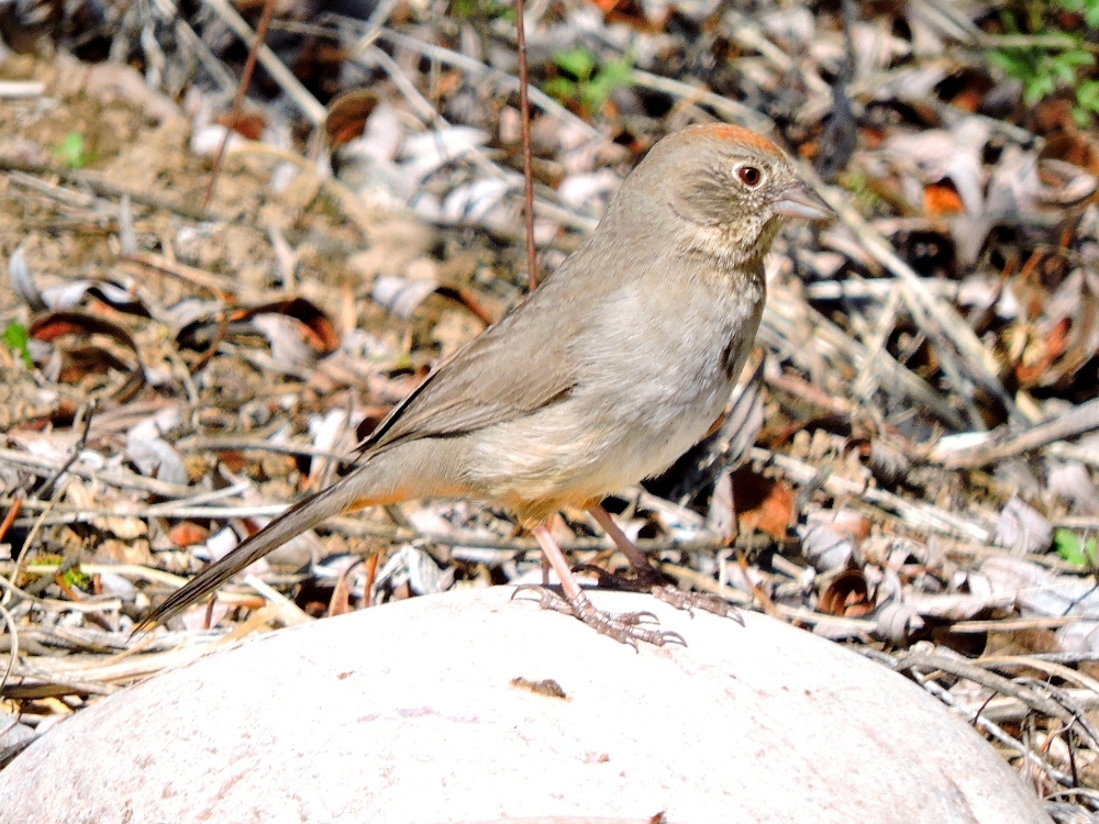 Rufous-Crowned Sparrow