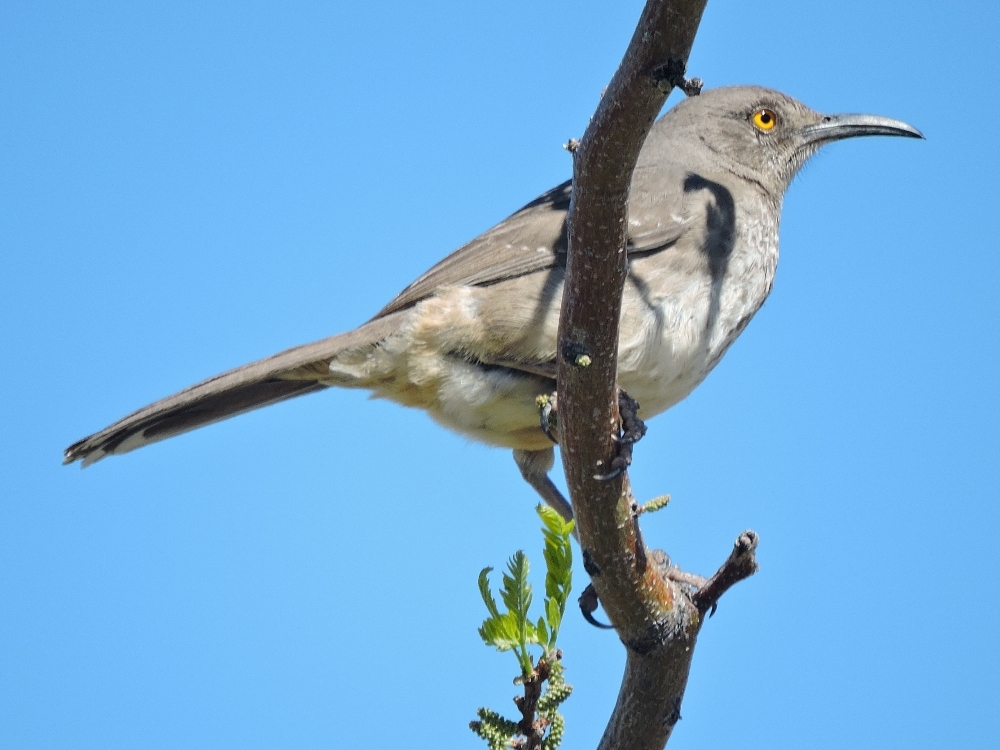 Curve-Billed Thrasher