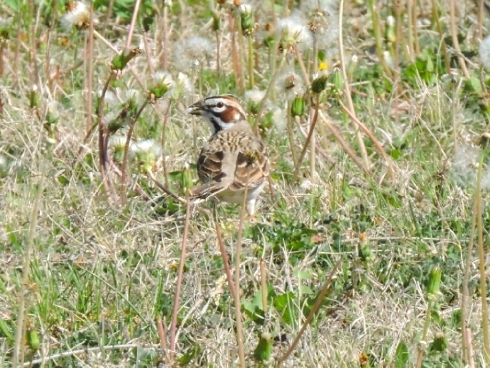 Lark Sparrow Lark Sparrow